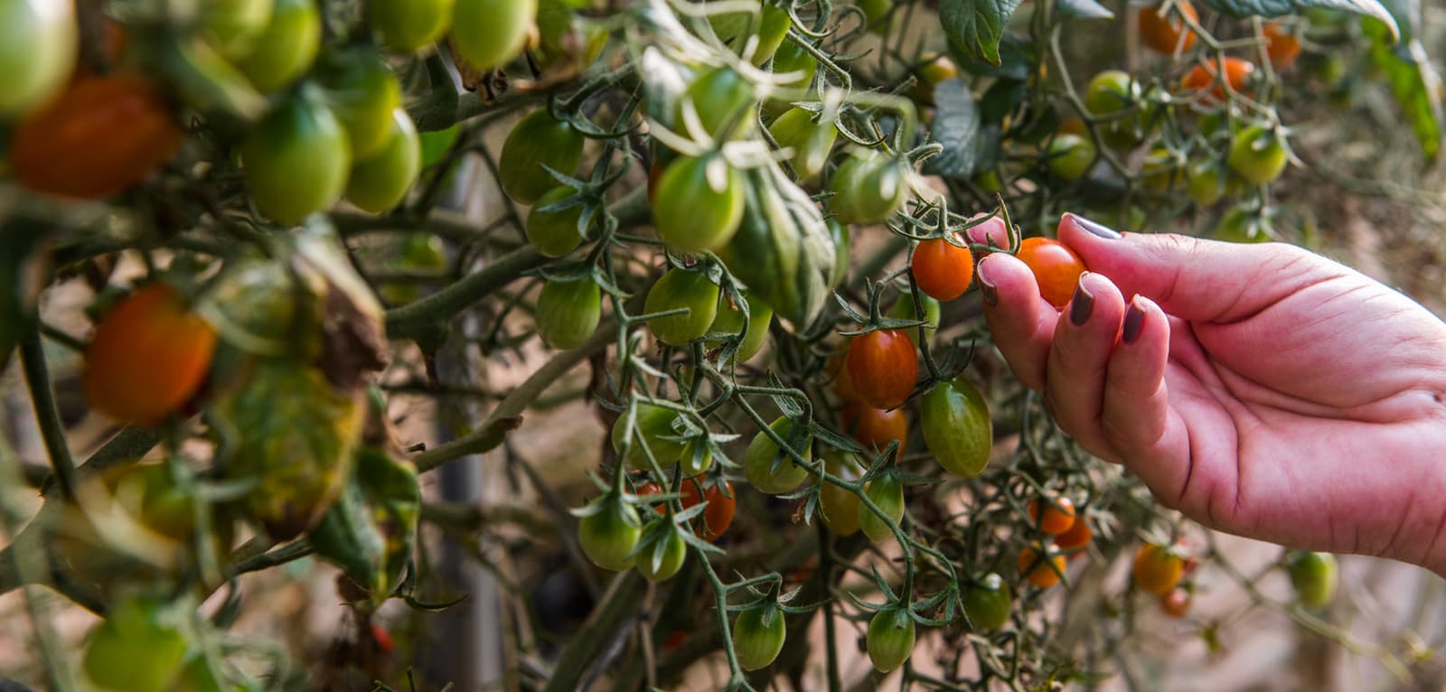 Tomates cultivados pela Seal sendo colhidos diretamente da planta dentro da estufa