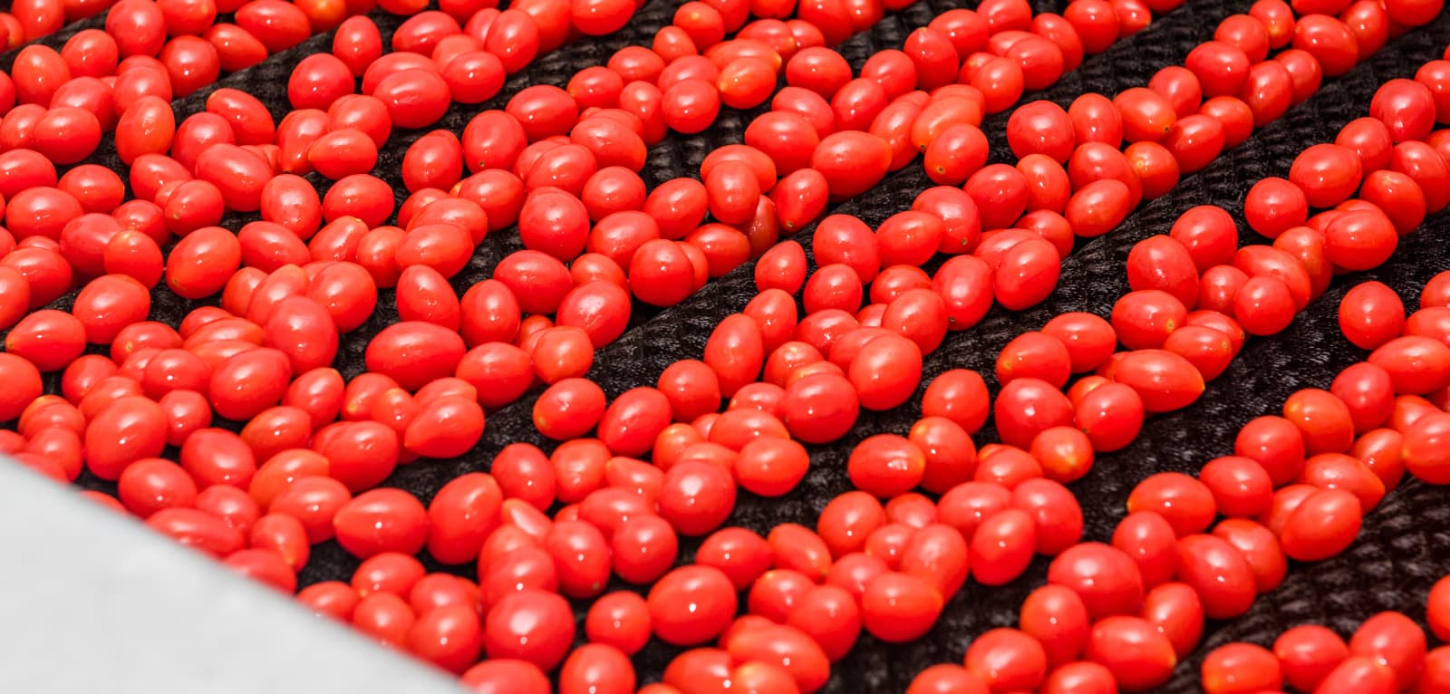 Tomates-uva Sweet Grape na linha de seleção da Seal