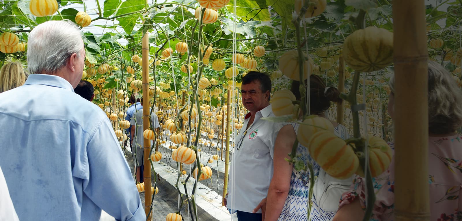 Produtor da Seal Hortifruti na estufa, ao lado de visitantes
